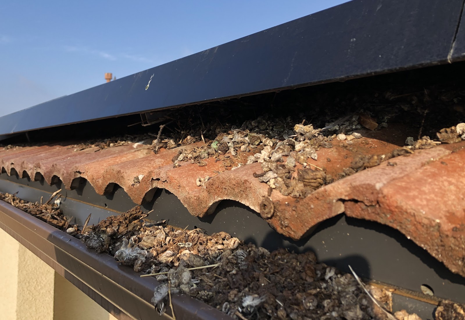 Roof edge and gutter packed with pigeon droppings and nest debris