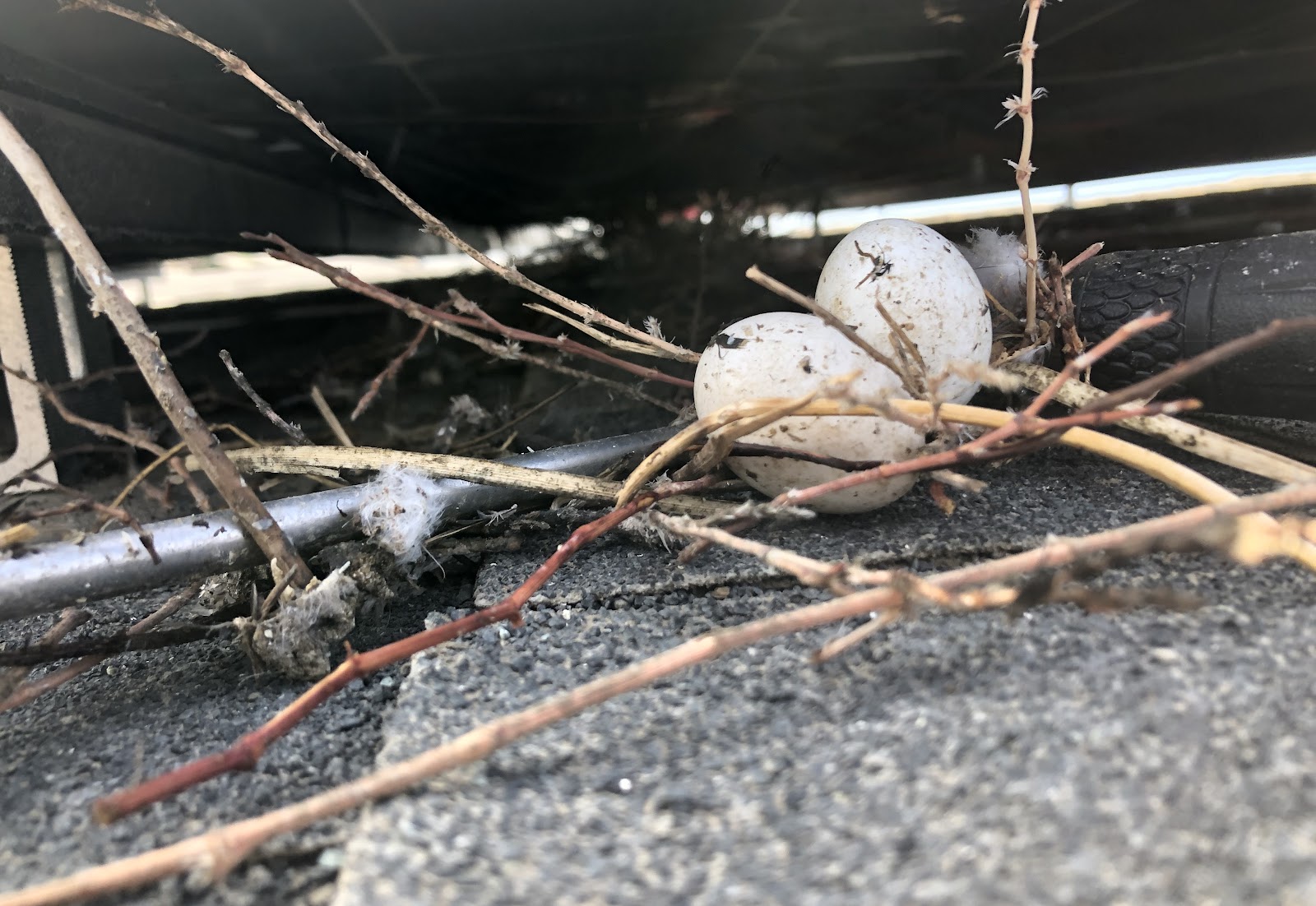 A pigeon nest with eggs found under a solar panel