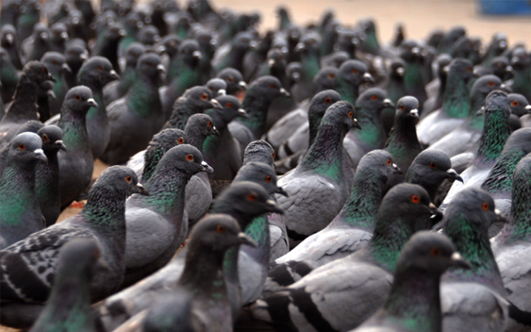 A large flock of pigeons